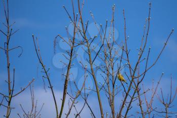 European Greenfinch (Chloris chloris) perched in a tree in East Grinstead