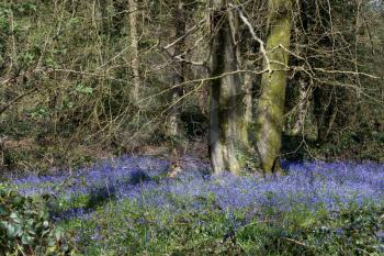 A Swathe of Bluebells in Wales