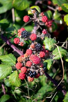 Wild Blackberries ripening in the autumn sunshine near little Haven