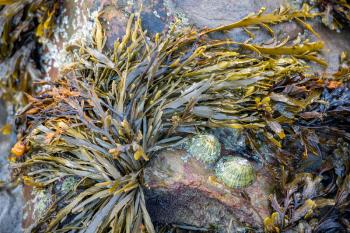 Limpets and seaweed clinging to a rock at Broad Haven