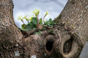 Primula vulgaris growing on a tree