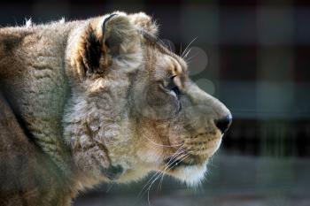Barbary Lion (Panthera leo leo)