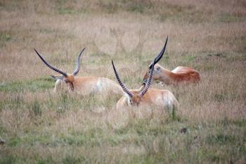 Red Lechwe Antelope (Kobus leche)