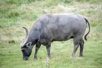 Water Buffalo or domestic Asian Water Buffalo (Bubalus bubalis)
