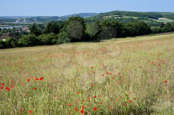 A Field of Poppies in Kent