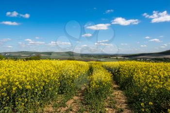Rapeseed in the Rolling Sussex Countryside