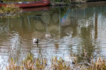 A pair of Mallards (Anas platyrhynchos) on the Wey Navigations Canal