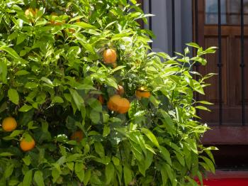 RONDA, ANDALUCIA/SPAIN - MAY 8 : Orange tree laden with fruit in Ronda Spain on May 8, 2014