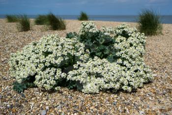 Sea Kale (Cramble maritima) Flowering on the Norfolk Coast