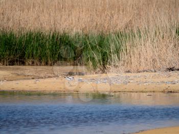 Pied Avocet (Recurvirostra avosetta) by a Lagoon in Suffolk