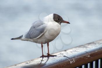 Black-headed Gull on a Railing by the River Thames