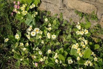 A Group of Yellow Primroses Flowering in the Spring Sunshine