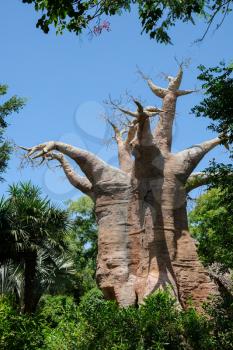FUENGIROLA, ANDALUCIA/SPAIN - JULY 4 : Giant Replica Boab Tree in the Bioparc Fuengirola Costa del Sol Spain on July 4, 2017