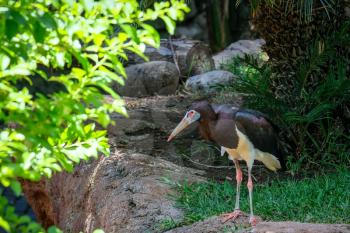 FUENGIROLA, ANDALUCIA/SPAIN - JULY 4 : Abdim's Stork in the Bioparc Fuengirola Costa del Sol Spain on July 4, 2017