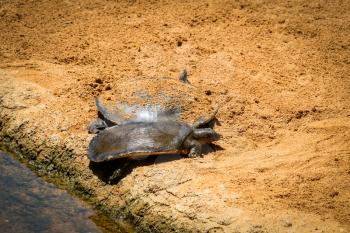FUENGIROLA, ANDALUCIA/SPAIN - JULY 4 : Turtles in the Bioparc Fuengirola Costa del Sol Spain on July 4, 2017