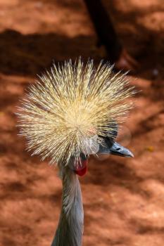 FUENGIROLA, ANDALUCIA/SPAIN - JULY 4 : Black Crowned Crane at the Bioparc in Fuengirola Costa del Sol Spain on July 4, 2017