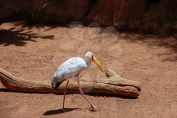 FUENGIROLA, ANDALUCIA/SPAIN - JULY 4 : Yellow-Billed Stork (Mycteria ibis) at the Bioparc in Fuengirola Costa del Sol Spain on July 4, 2017