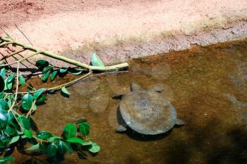 FUENGIROLA, ANDALUCIA/SPAIN - JULY 4 : Turtle in the Bioparc Fuengirola Costa del Sol Spain on July 4, 2017
