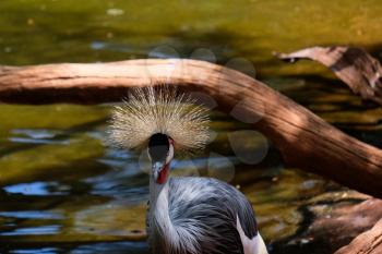 FUENGIROLA, ANDALUCIA/SPAIN - JULY 4 : Black Crowned Cranes at the Bioparc in Fuengirola Costa del Sol Spain on July 4, 2017