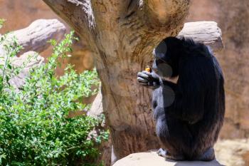 FUENGIROLA, ANDALUCIA/SPAIN - JULY 4 : Chimpanzee resting in the Bioparc in Fuengirola Costa del Sol Spain on July 4, 2017
