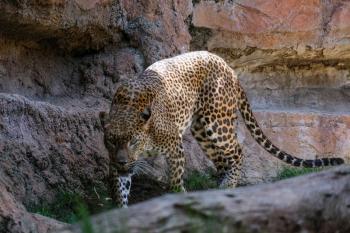 FUENGIROLA, ANDALUCIA/SPAIN - JULY 4 : Leopard Prowling in the Bioparc in Fuengirola Costa del Sol Spain on July 4, 2017