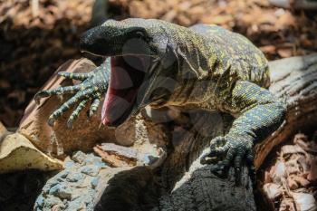 FUENGIROLA, ANDALUCIA/SPAIN - JULY 4 : Monitor Lizard at the Bioparc in Fuengirola Costa del Sol Spain on July 4, 2017