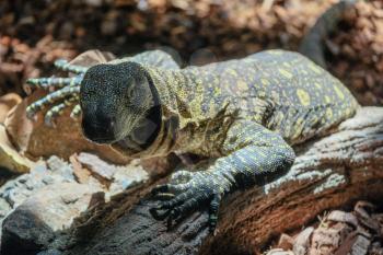 FUENGIROLA, ANDALUCIA/SPAIN - JULY 4 : Monitor Lizard at the Bioparc in Fuengirola Costa del Sol Spain on July 4, 2017