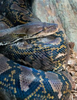 FUENGIROLA, ANDALUCIA/SPAIN - JULY 4 : Reticulated Python (Python reticulatus) in the Bioparc Fuengirola Costa del Sol Spain on July 4, 2017