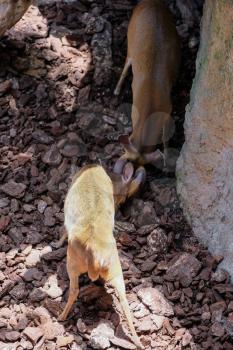 FUENGIROLA, ANDALUCIA/SPAIN - JULY 4 : Sitatunga Antelope Fighting at the Bioparc in FuengirolaCosta del Sol Spain on July 4, 2017