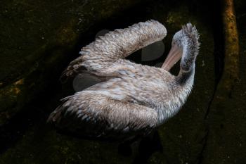 FUENGIROLA, ANDALUCIA/SPAIN - JULY 4 : Spot-Billed Pelican (Pelecanus philippensis) at the Bioparc Fuengirola Costa del Sol Spain on July 4, 2017