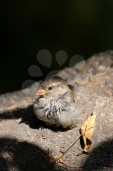 Baby Sparrow (Passeridae) Resting on a Rock in the Sunshine