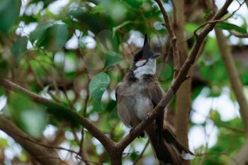 FUENGIROLA, ANDALUCIA/SPAIN - JULY 4 : Red-Whiskered Bulbul (Pycnonotus jocosus) at the Bioparc in Fuengirola Costa del Sol Spain on July 4, 2017