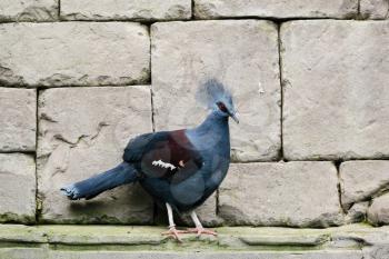 FUENGIROLA, ANDALUCIA/SPAIN - JULY 4 : Southern Crowned Pigeon (Goura scheepmakeri sclateri) at the Bioparc Fuengirola Costa del Sol Spain on July 4, 2017