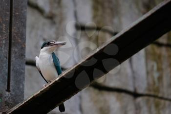 FUENGIROLA, ANDALUCIA/SPAIN - JULY 4 : Sacred Kingfisher (Todiramphus sanctus) at the Bioparc in FuengirolaCosta del Sol Spain on July 4, 2017