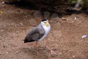 FUENGIROLA, ANDALUCIA/SPAIN - JULY 4 : Masked Lapwing (Vanellus miles) at the Bioparc Fuengirola Costa del Sol Spain on July 4, 2017