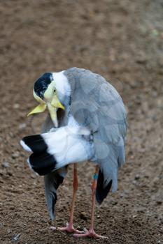 FUENGIROLA, ANDALUCIA/SPAIN - JULY 4 : Masked Lapwing (Vanellus miles) at the Bioparc Fuengirola Costa del Sol Spain on July 4, 2017