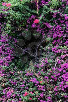 MARBELLA, ANDALUCIA/SPAIN - JULY 6 : Overgrown Building in Marbella Spain on July 6, 2017