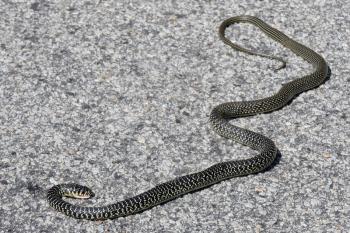 Western Whip Snake (Coluber viridiflavus)