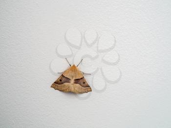 Scalloped Oak (Crocallis elinguaria) Moth