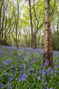 A carpet of Sussex Bluebells