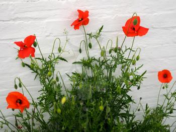 Poppies Flowering at Southwold in Suffolk