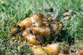 Wasps feeding on rotten fruit