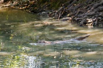 Eurasian Otter (Lutra lutra) swimming through the murky water