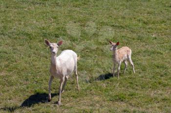 Fallow Deer (Dama dama) mother and youngster