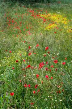 A field of spring flowers in Castiglione del Lago Province of Perugia