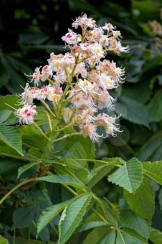 Sweet Chestnut blossom (castanea sativa)