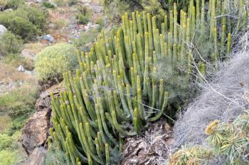 Canary Island spurge (Euphorbia canariensis)