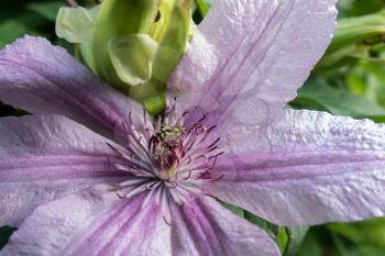 Hoverfly on a Pink Clematis Flower