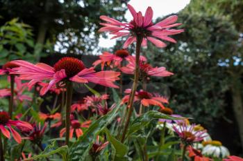 Red Echinacea Flowers