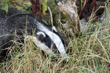 Close-up shot of an European Badger (meles meles)
